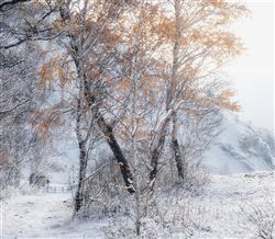 Хрупкость первого снега
