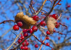 Боярышник...