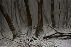 Туманное утро