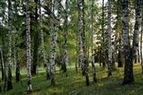 В природе средней полосы россии есть. Лес средней полосы. Леса средней полосы России. Пейзажи средней полосы России. Красивый лес средней полосы.